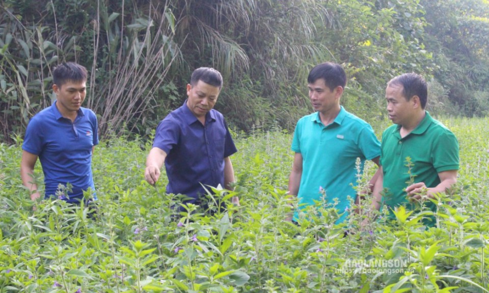 Thực hiện Nghị quyết số 77 ở Lộc Bình: Sâu sát cơ sở, xây dựng mô hình cụ thể