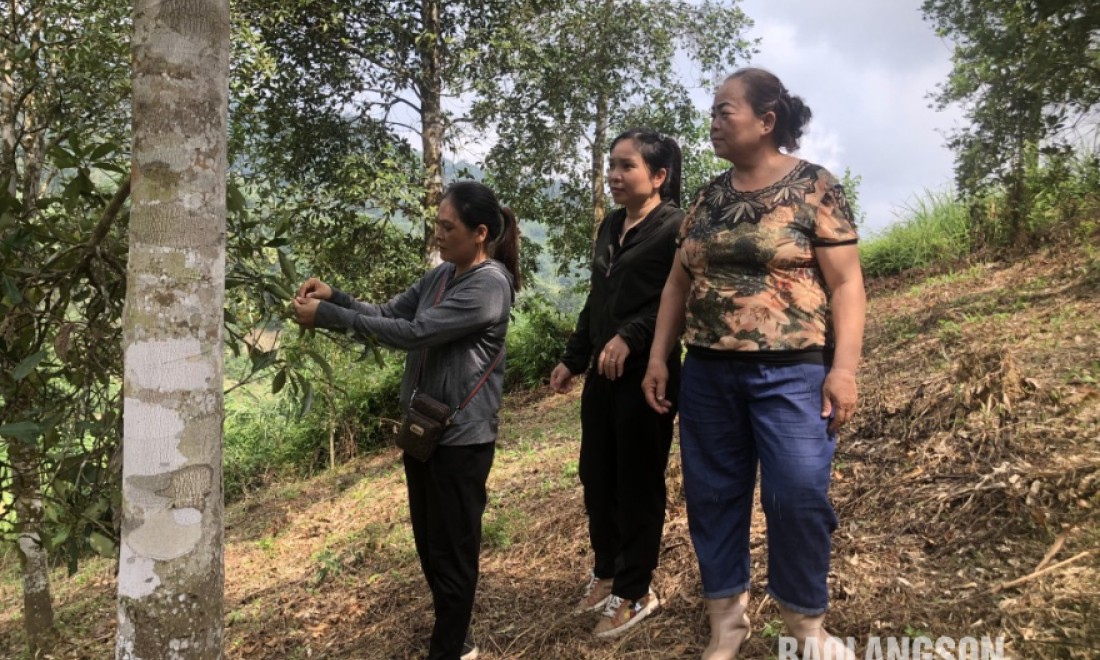 Tràng Định: Chủ động phòng trừ nấm bệnh hại cây hồi