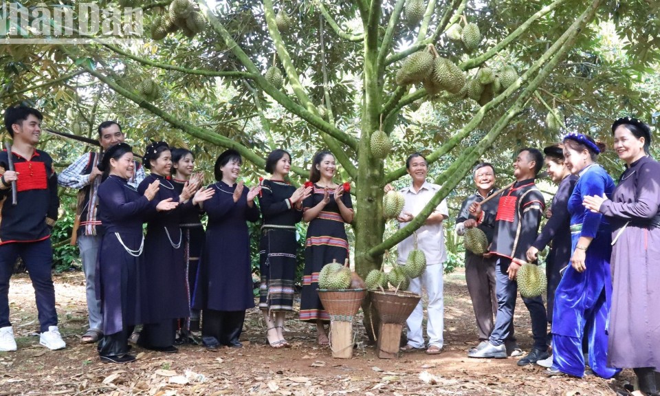 Đồng bào Tây Nguyên vui cùng Lễ hội Sầu riêng