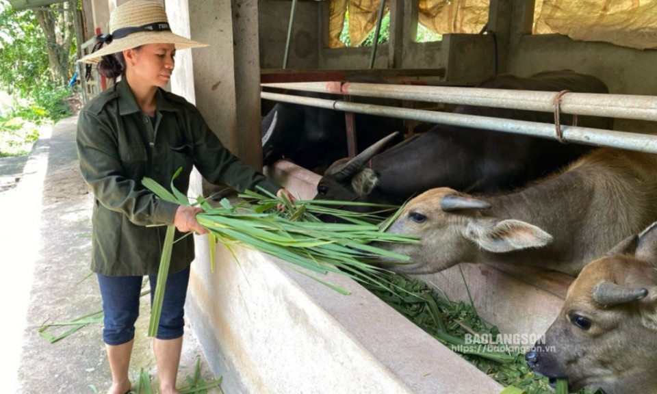 Thực hiện Nghị quyết 08 ở Đình Lập: Tiếp sức phát triển nông nghiệp, nông thôn