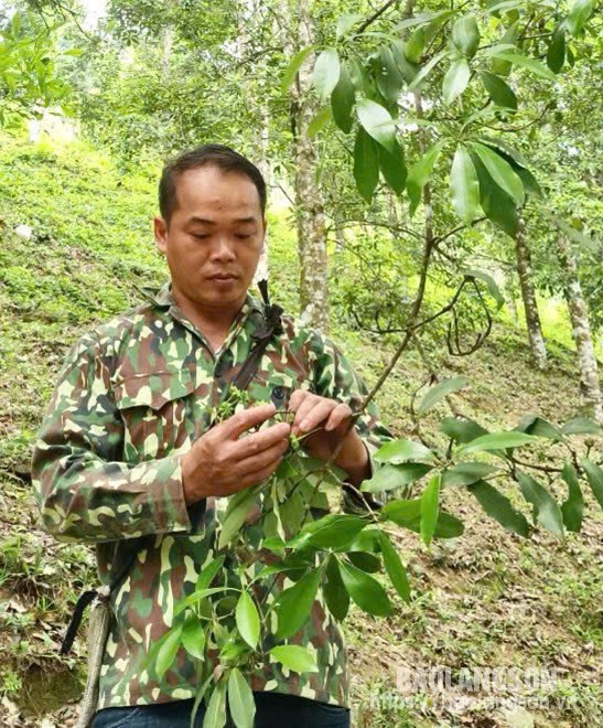 Anh Hoàng Văn Chí, thôn Bản Quần, xã Quang Trung, huyện Bình Gia sử dụng nguồn vốn vay ưu đãi phát triển mô hình trồng hồi