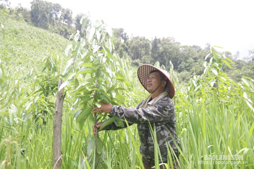  Người dân thôn Vĩnh Quang, xã Hoa Thám, huyện Bình Gia chăm sóc quế 