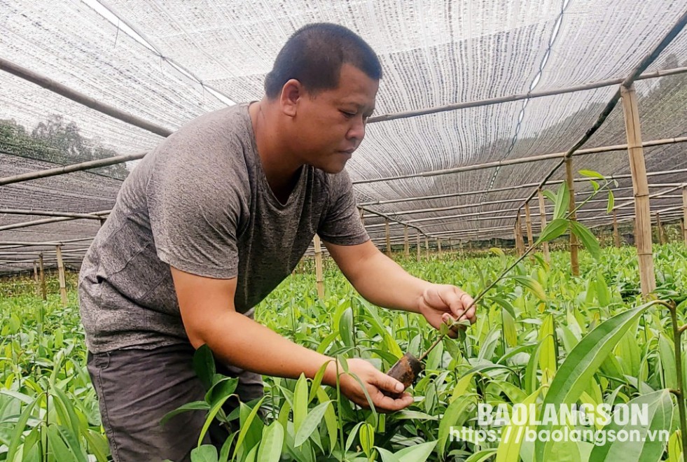 Nông dân Việt Nam xuất sắc năm 2024 anh La Văn Đà kiểm tra chất lượng cây giống tại vườn ươm