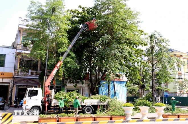 Nhân viên Công ty Cổ phần Môi trường và Công trình đô thị tỉnh Thái Bình cắt tỉa cây tại địa bàn thành phố để phòng chống bão số 3. (Ảnh: Thế Duyệt/TTXVN)