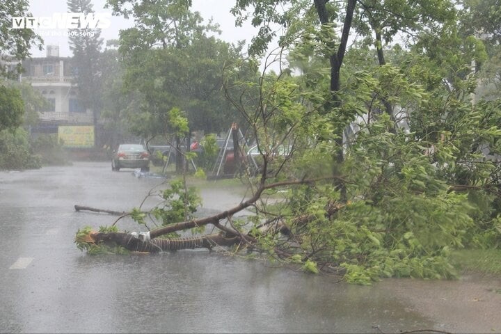 Cành cây lớn gãy đổ chắn ngang đường.