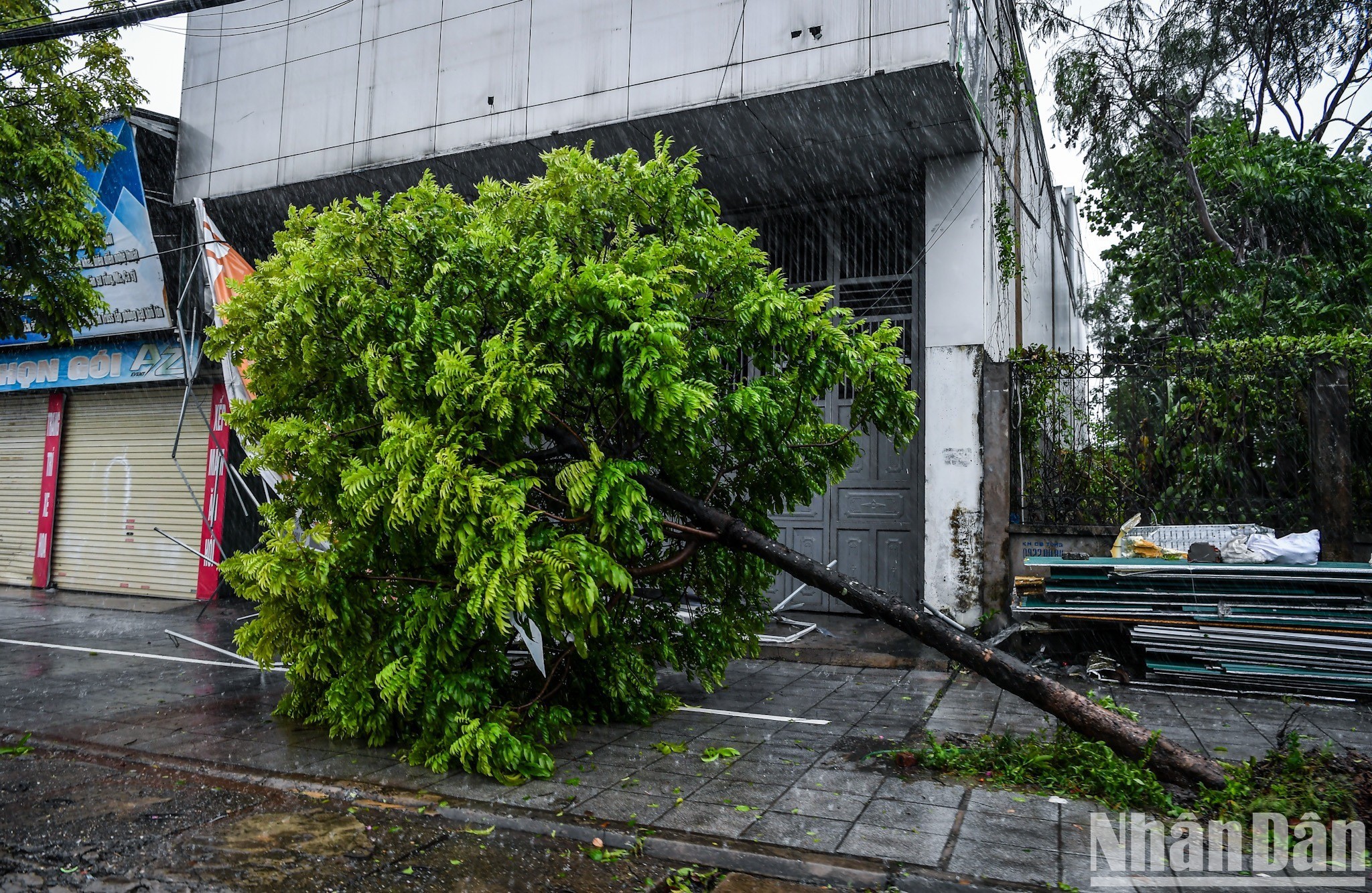 Cây xanh gãy đổ trên đường phố Cẩm Phả.