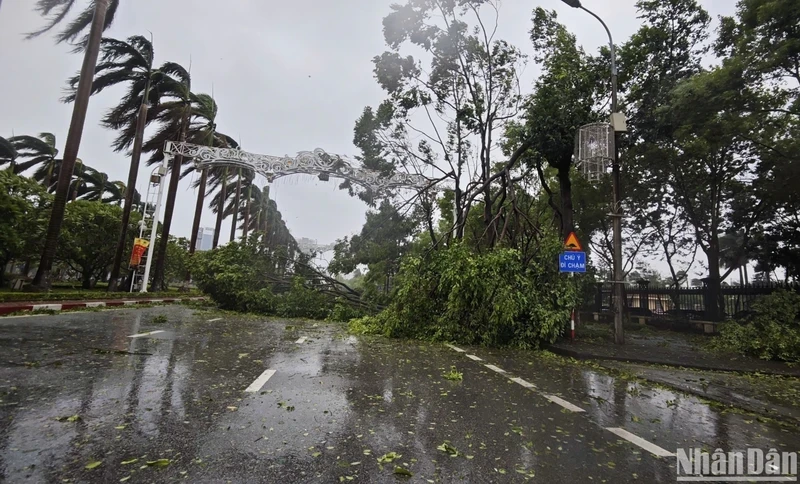 Gió bão quật đổ hàng trăm cây xanh tại thành phố Bắc Ninh.