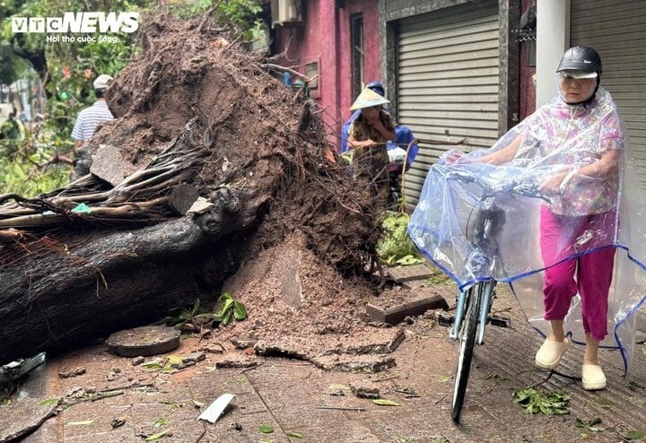 Ban Quản lý di sản Văn hoá và Thiên nhiên thế giới Tràng An muốn mua hoặc chuyển đổi cây xanh ở TP Hà Nội bị bão Yagi quật đổ. (Ảnh: Viên Minh)