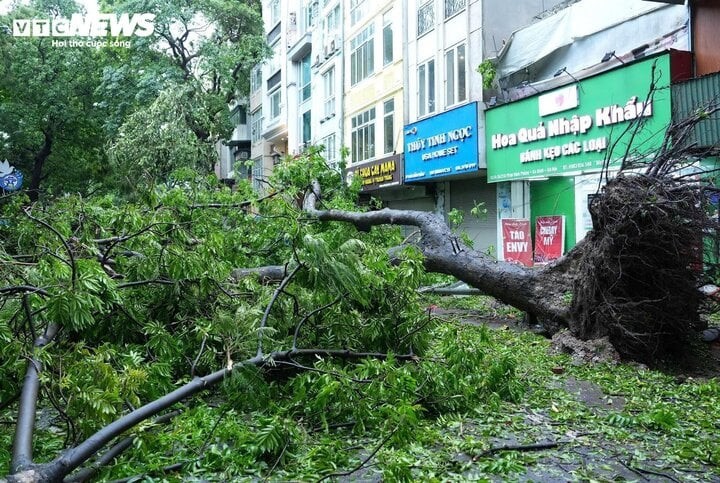 Cây cối ở TP Hà Nội đổ, gãy la liệt sau khi bị bão Yagi quần thảo. (Ảnh: Viên Minh)