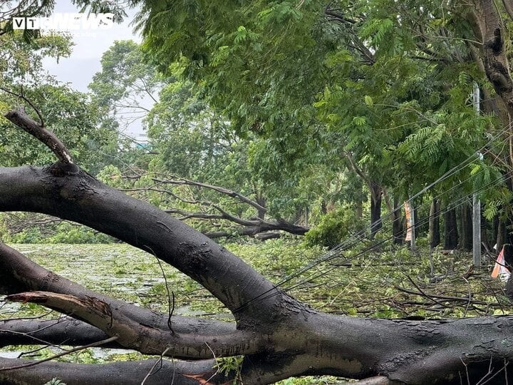 Cây cối trong khuôn viên sân Mỹ Đình bị gãy đổ, kéo theo một số dây diện và các dây kĩ thuật bị ảnh hưởng. Theo thống kê nhanh, khoảng 30 cây lớn đã đổ.