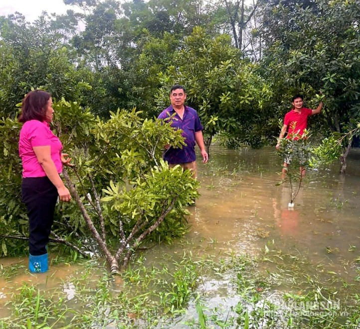 Ban lãnh đạo Công ty kiểm tra các cây bị ngập úng do bão, lũ