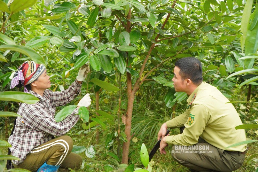 Cán bộ Hạt Kiểm lâm huyện Tràng Định hướng dẫn người dân xã Đề Thám chăm sóc rừng