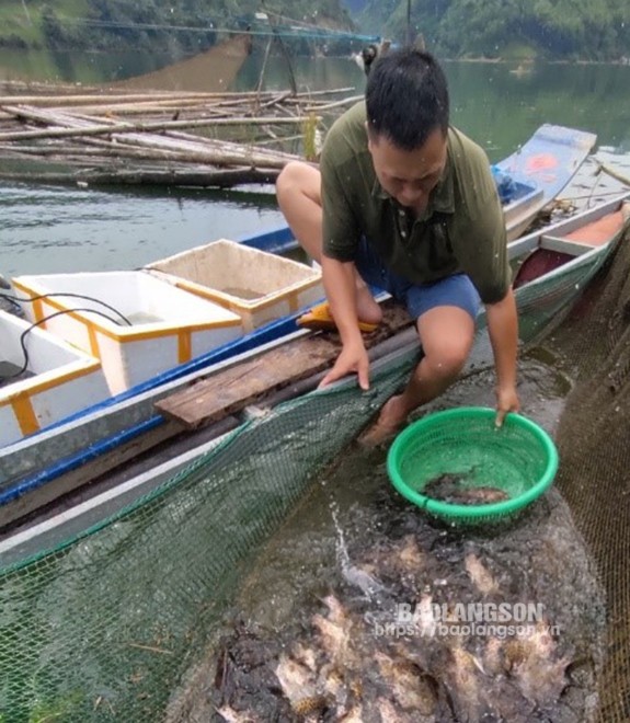 Nhóm nghiên cứu tiến hành nuôi thử nghiệm cá rô mo trong lồng