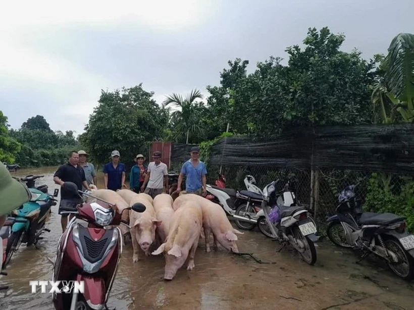 Công đoàn cơ sở hỗ trợ người dân di chuyển gia súc trong đợt lũ do ảnh hưởng bão số 3 tại huyện Phúc Thọ, Hà Nội. (Ảnh: TTXVN phát)