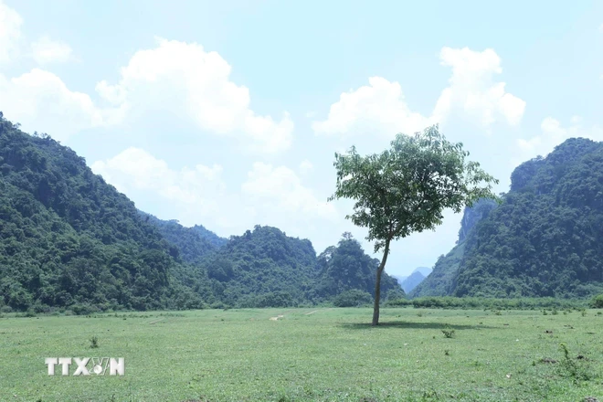 Cây cô đơn thú vị trên thảo nguyên xanh Đồng Lâm. (Ảnh: Anh Tuấn/TTXVN)