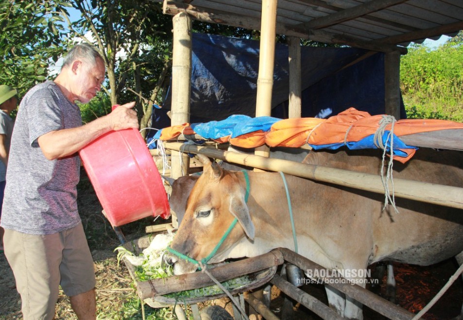 Ông Tô Văn Sạch, thôn Bản Mới, xã Thống Nhất chăm sóc đàn bò của gia đình