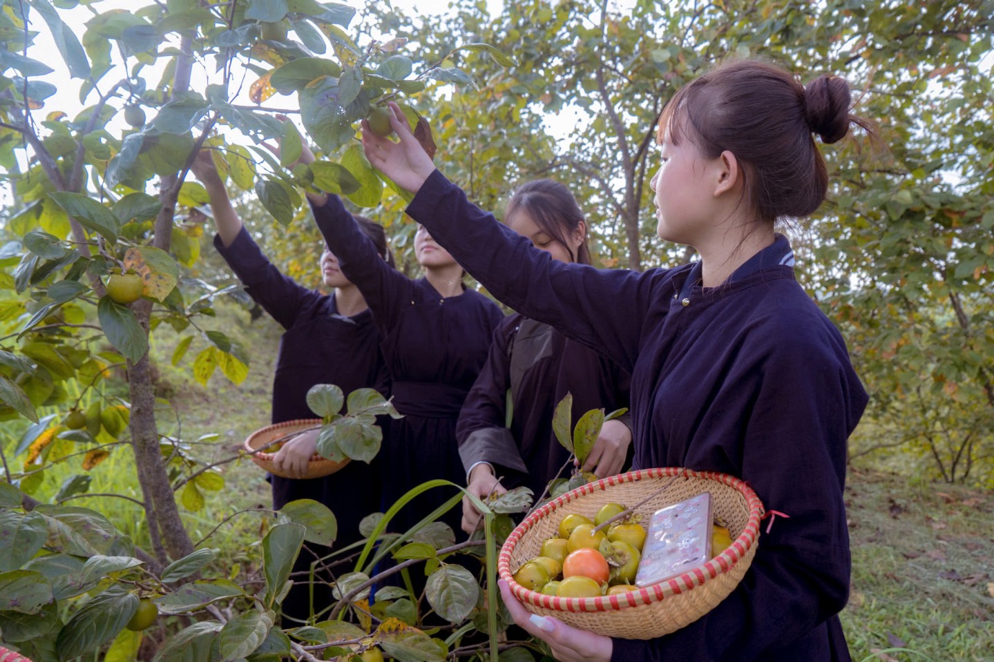 Học sinh Trường THCS xã Tân Mỹ tham quan, trải nghiệm hái hồng tại vườn hồng thôn Nà Mò, xã Tân Mỹ, huyện Văn Lãng
 
