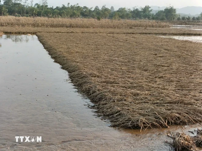 Cánh đồng lúa của thôn Hợp Thành, xã Tuy Lộc, thành phố Yên Bái chết trắng, không có khả năng hồi phục. (Ảnh: TTXVN phát)