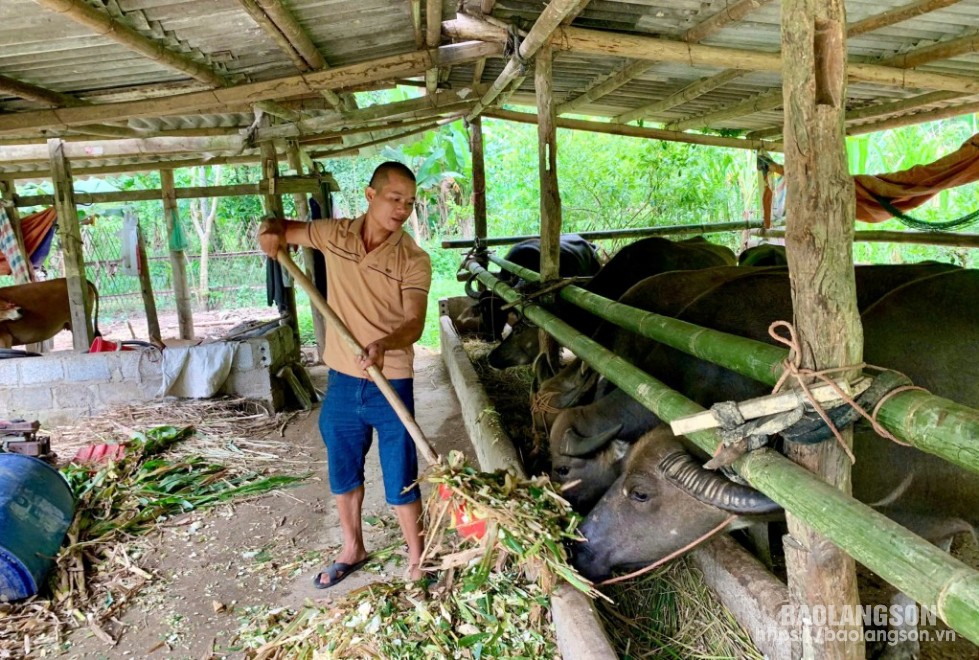 Người dân thị trấn Bình Gia, huyện Bình Gia sử dụng nguồn vốn vay ưu đãi của NHCSXH phát triển mô hình chăn nuôi trâu 