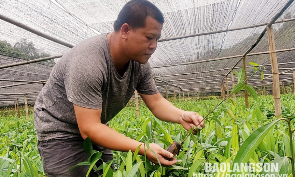 Một nông dân Lạng Sơn được tặng danh hiệu “Nông dân Việt Nam xuất sắc” năm 2024 