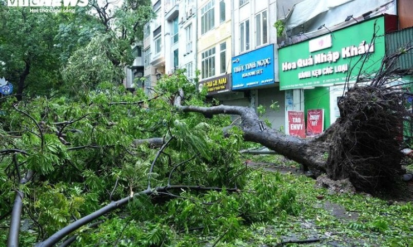 Khu danh thắng Tràng An muốn mua cây bị siêu bão Yagi quật đổ về chăm sóc