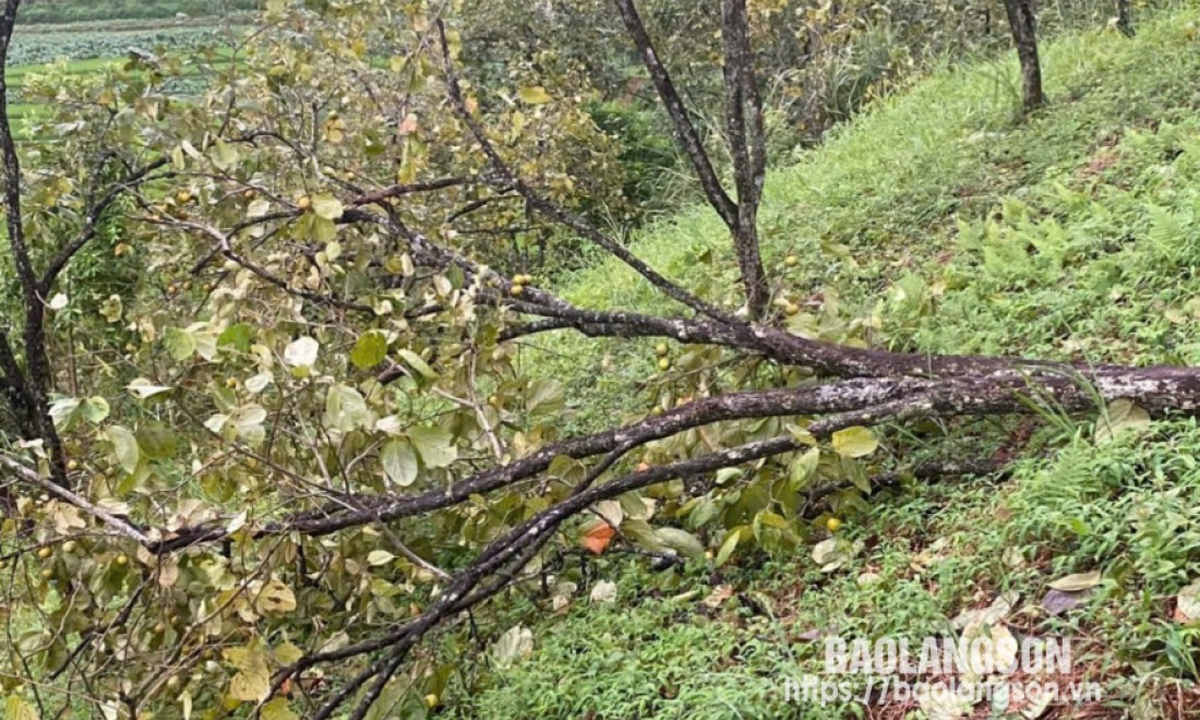 Văn Lãng: Gần 8.000 cây hồng Vành khuyên bị gãy đổ do ảnh hưởng của mưa bão