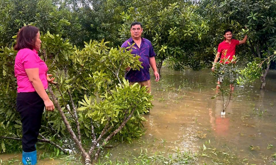 Công ty Cổ phần Giống lâm nghiệp vùng Đông Bắc: Gần 700 cây các loại bị đổ, gẫy do ảnh hưởng của bão