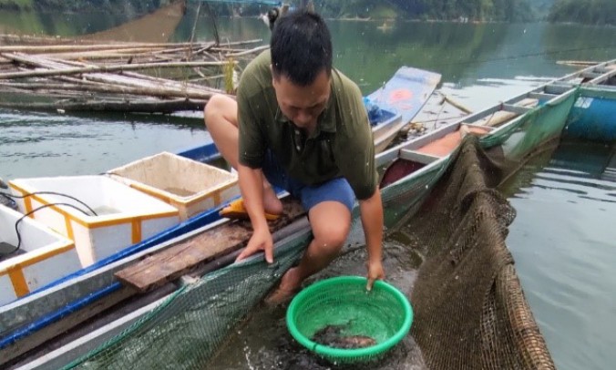 Nghiên cứu quy trình chăm sóc cá rô mo trong môi trường nhân tạo: Góp phần bảo tồn nguồn gen gắn với phát triển kinh tế