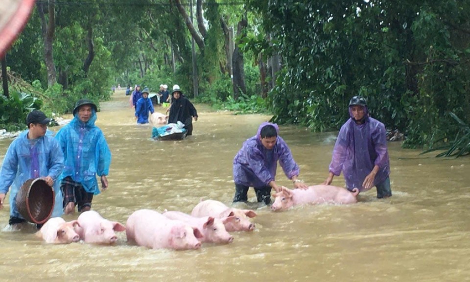 Bộ Y tế triển khai các phương án phòng, chống dịch bệnh sau mưa lũ, ngập lụt