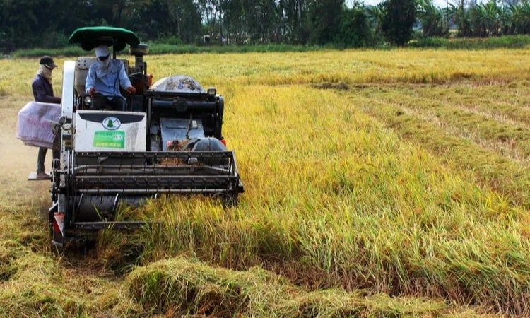 Từ 1/1/2025, tăng mức hỗ trợ cho đất chuyên trồng lúa lên 1,5 triệu đồng/ha