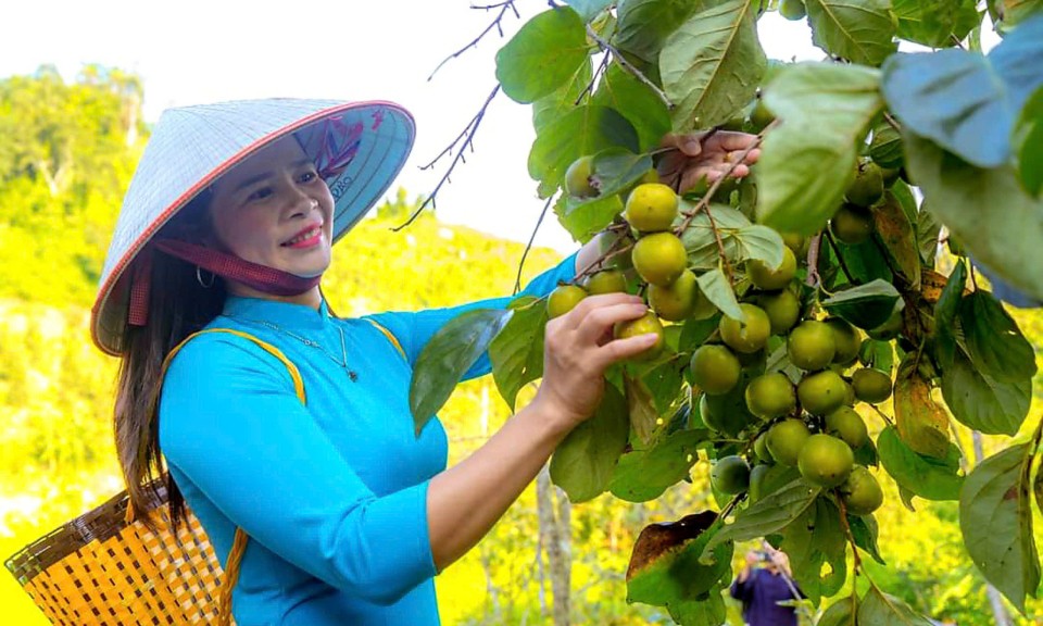 Hồng vành khuyên Văn Lãng- Cây chủ lực giúp thoát nghèo