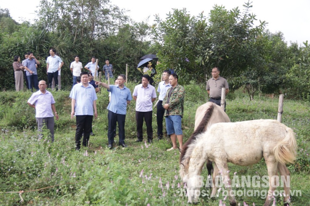 Đoàn công tác kiểm tra thực tế mô hình chăn nuôi trên địa bàn xã An Sơn, huyện Văn Quan