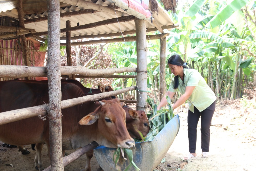 Người dân thôn Còn Ngòa, xã Thụy Hùng, huyện Văn Lãng chăm sóc đàn bò được hỗ trợ từ dự án đa dạng hóa sinh kế, phát triển mô hình giảm nghèo