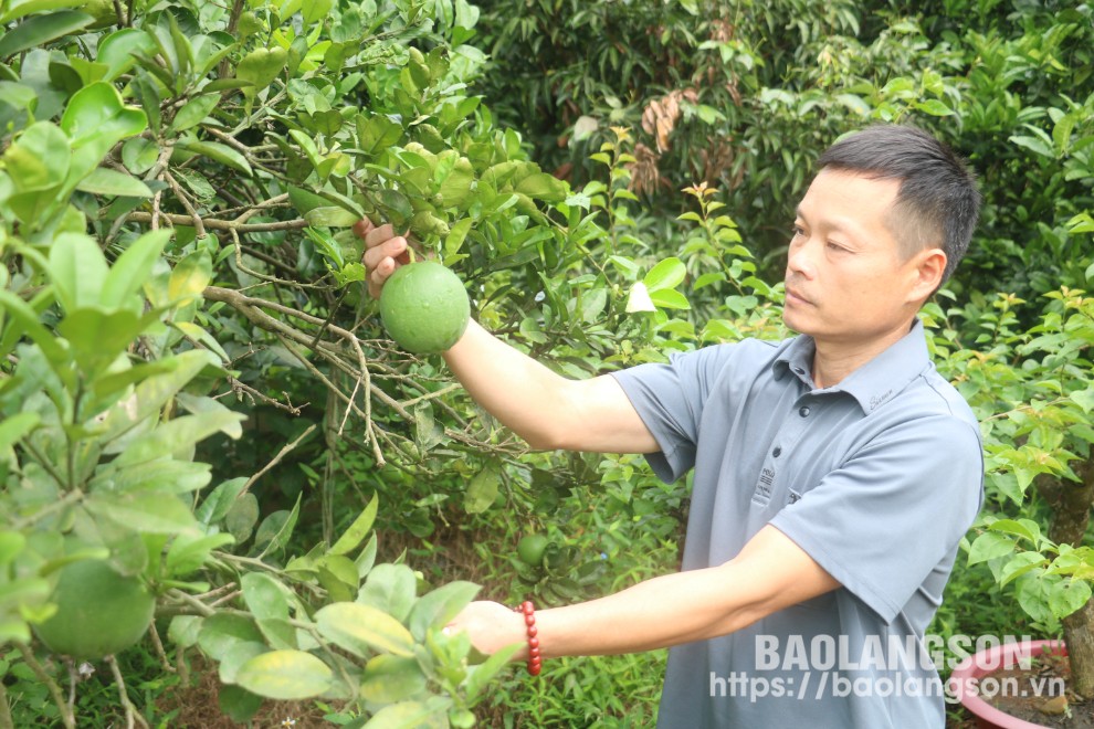 Hội viên nông dân xã Quan Sơn, huyện Chi Lăng phát triển kinh tế từ mô hình trồng cây ăn quả