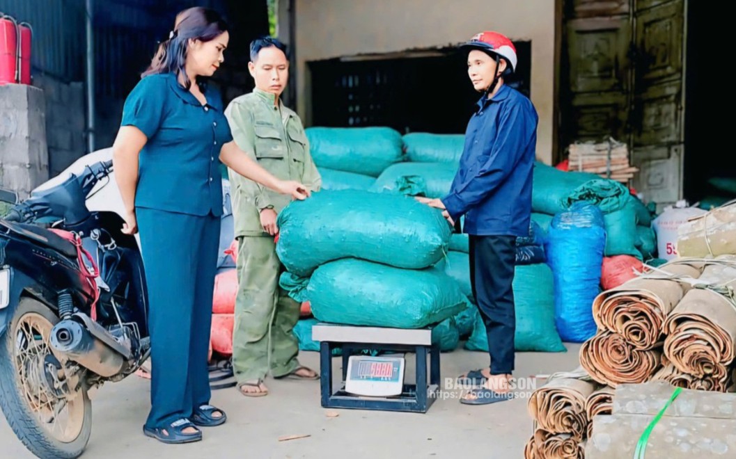 Thành viên Hợp tác Sản xuất, kinh doanh tổng hợp Bảo Long Vũ Sơn thu mua nông, lâm sản của người dân