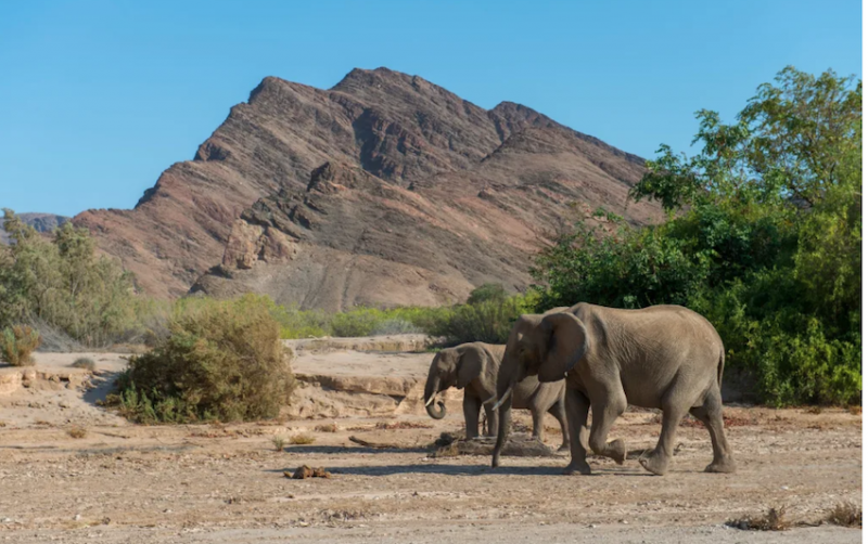 Quyết định giết mổ động vật hoang dã của Namibia và Zimbabwe nhận nhiều ý kiến trái chiều. Ảnh: Getty Images