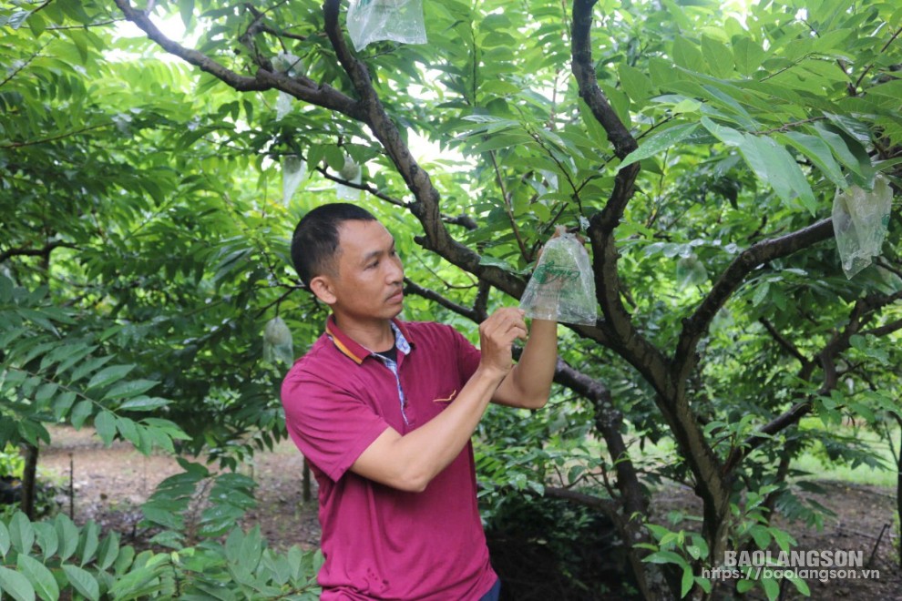 Người dân xã Chi Lăng, huyện Chi Lăng chăm sóc na