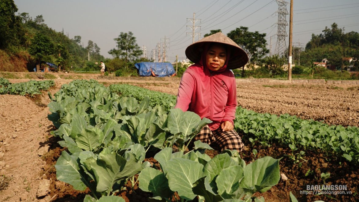 Chị Lương Thị Bé, phường Đông Kinh, thành phố Lạng Sơn chăm sóc luống rau cải lai còn sót lại sau bão số 3