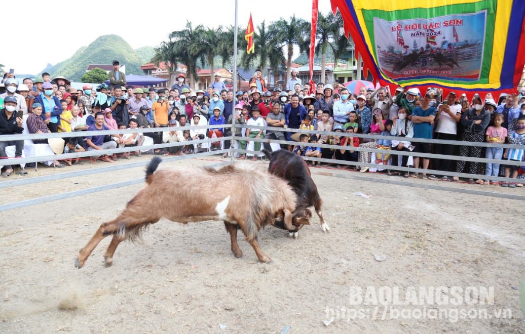 Thi chọi dê trong Lễ hội 