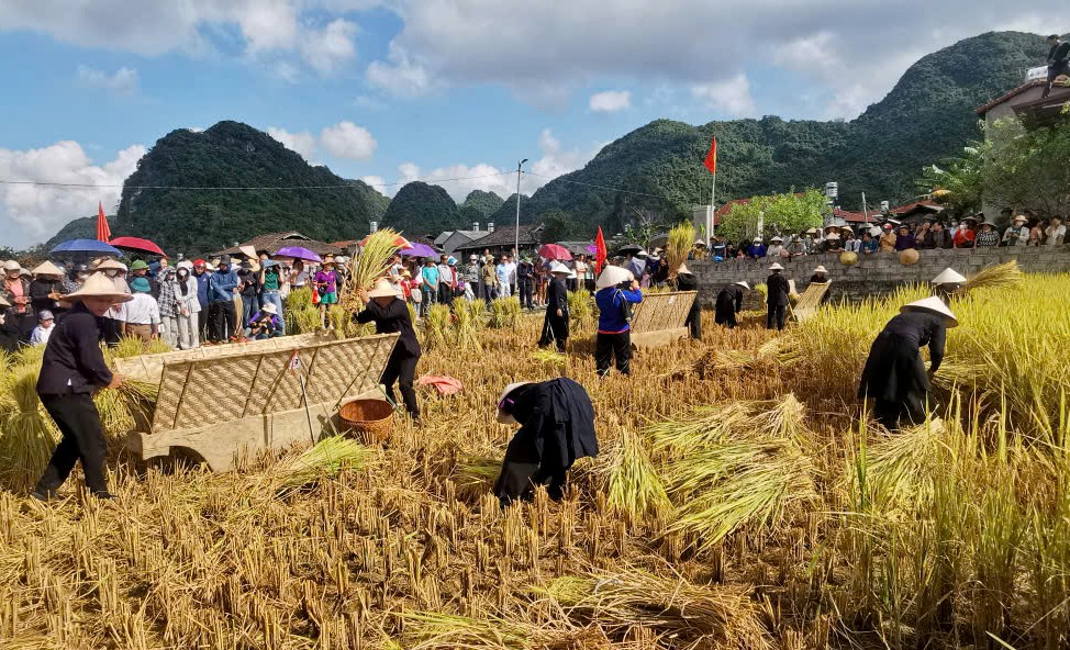 Khách du lịch và nhân dân tham gia, trải nghiệm gặt lúa bằng công cụ thô sơ trên cách đồng xã Bắc Quỳnh tại Lễ hội 