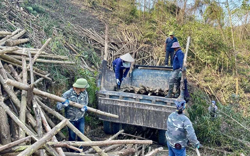 Các chủ rừng của tỉnh Quảng Ninh tận thu cây rừng bị gãy, đổ, phục hồi sản xuất. (Ảnh MINH HÀ)