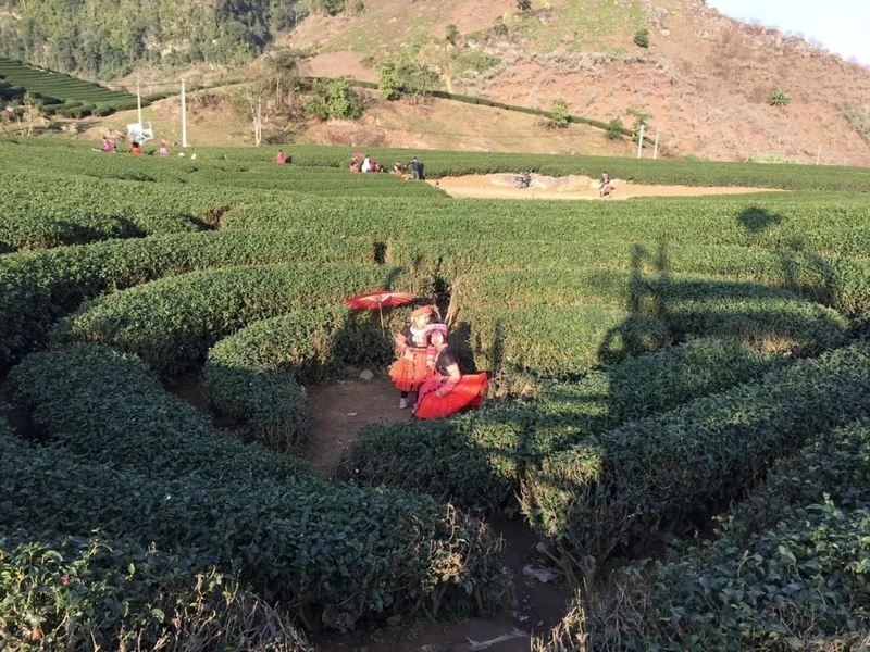 Du khách tham quan đồi chè ở Mộc Châu, Sơn La.