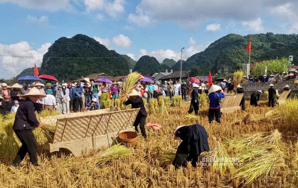 Gặt lúa bằng công cụ thô sơ ngay trên cánh đồng xã Bắc Quỳnh trong lễ hội Mùa vàng Bắc Sơn năm 2024 thu hút đông đảo du khách tham quan, trải nghiệm 