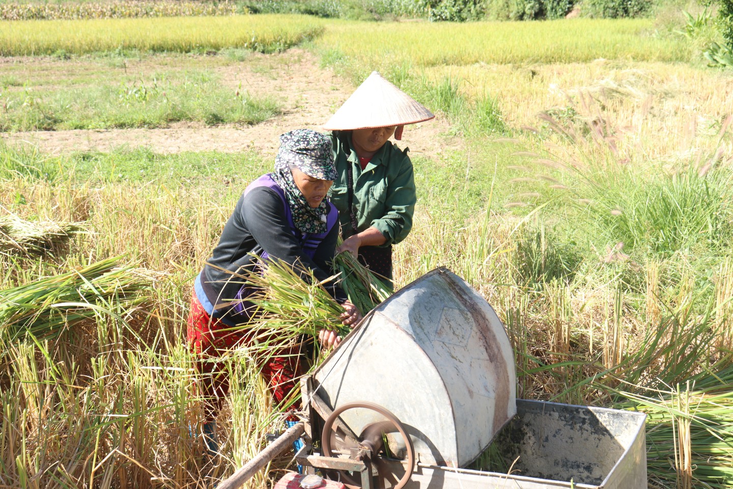 Sau khi chọn được những bông lúa có chất lượng đảm bảo, người dân sẽ  tuốt lấy hạt. Công đoạn thu hoạch thường được thực hiện vào sáng sớm để hạt lúa giữ độ tươi, khi chế biến, hạt cốm mới giữ được độ dẻo thơm, không bị khô cứng