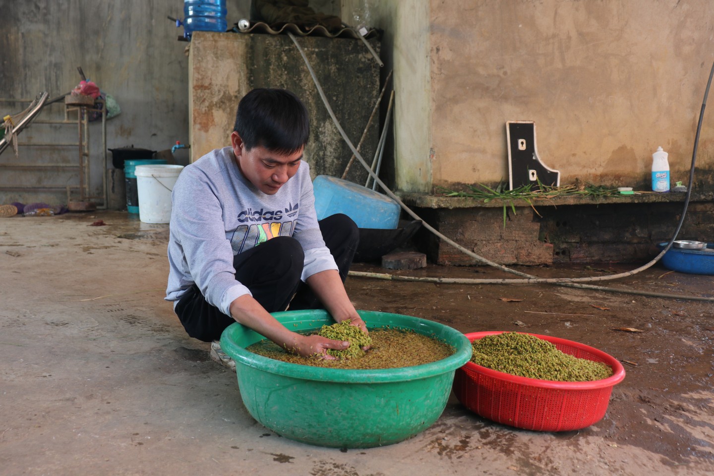 Lúa được rửa với nước nhiều lần để loại bỏ hết hạt lép, rồi vớt ra rổ cho ráo nước