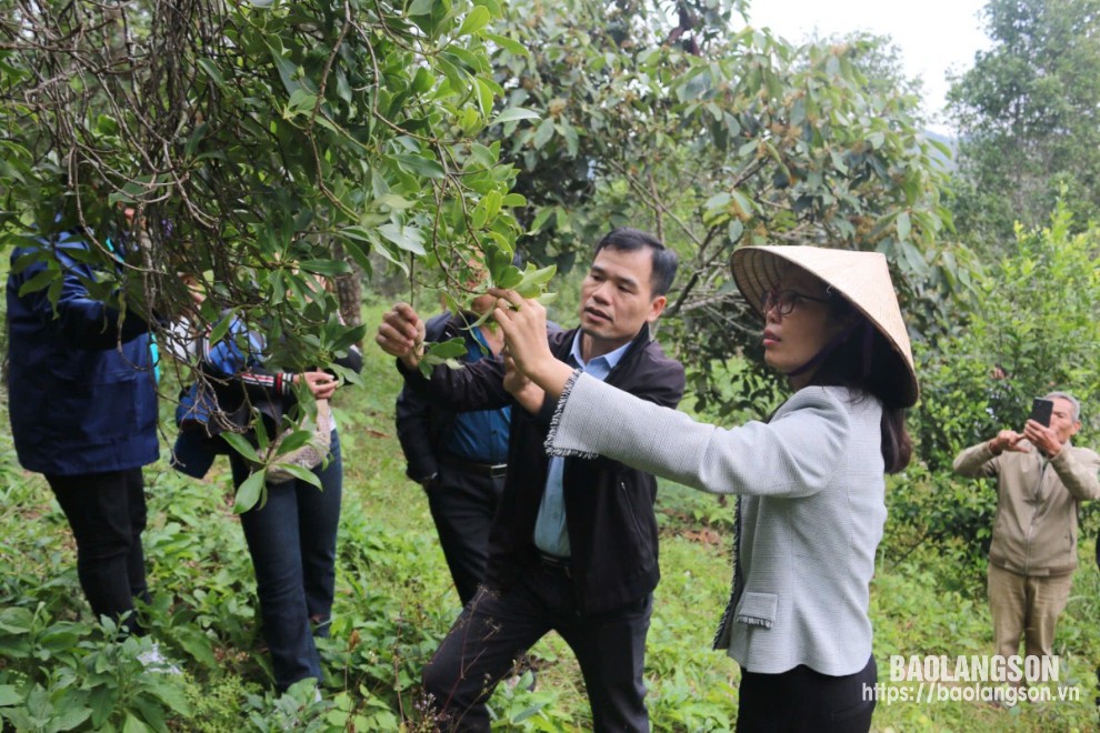 Các đại biểu tham quan thực tế mô hình hồi hữu cơ tại xã Bình Phúc, huyện Văn Quan