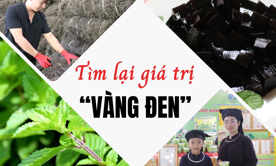 Tìm lại giá trị "vàng đen" (Kỳ 3: Niềm vui ngắn chẳng tày gang)