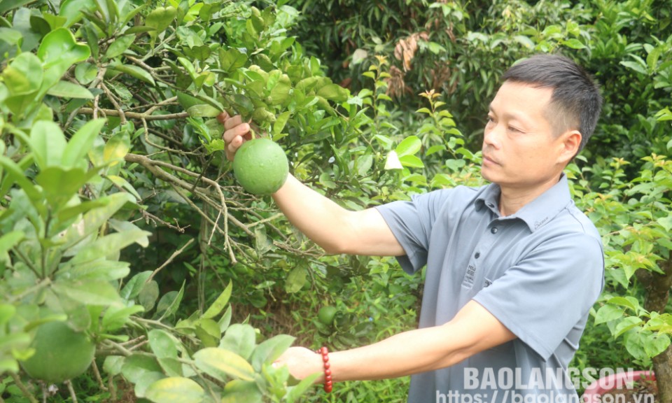 Các cấp hội nông dân: Tập trung củng cố, xây dựng  tổ chức hội ngày càng vững mạnh