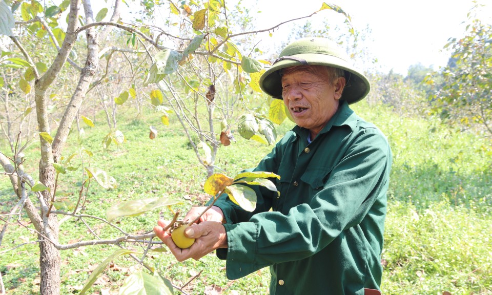 Hội cựu chiến binh xã Hồng Thái: Đồng hành cùng hội viên phát triển kinh tế