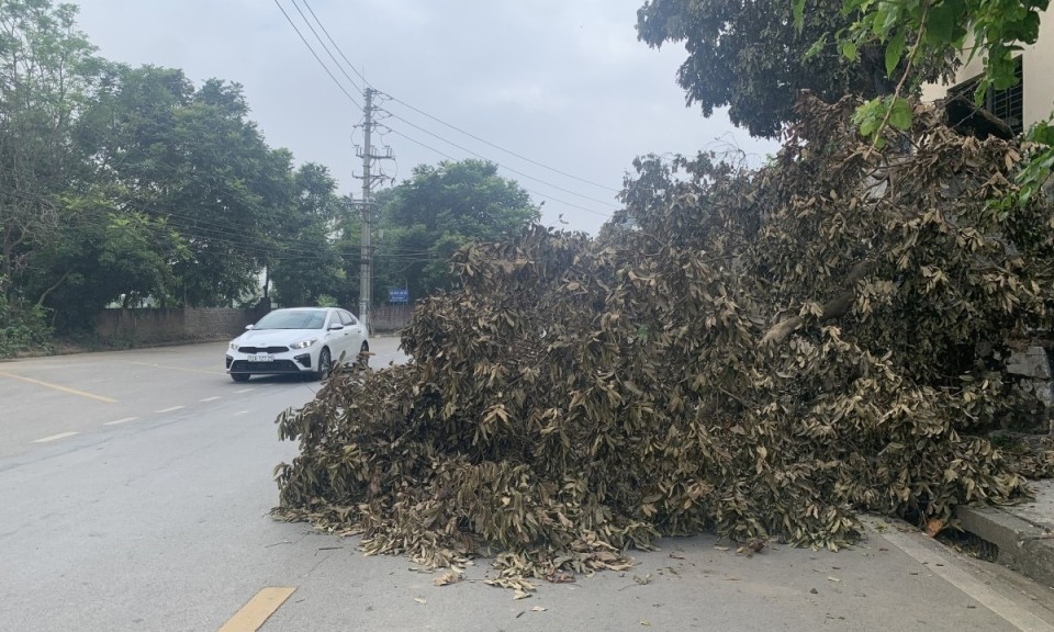 Thành phố Lạng Sơn: Cây đổ xuống đường gây cản trở giao thông, khuất tầm nhìn người đi đường